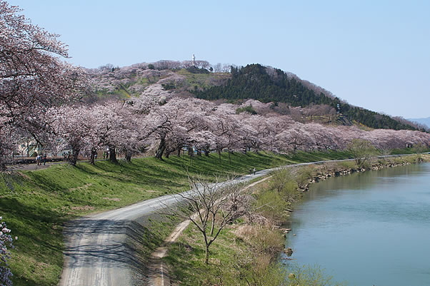 一目千本桜