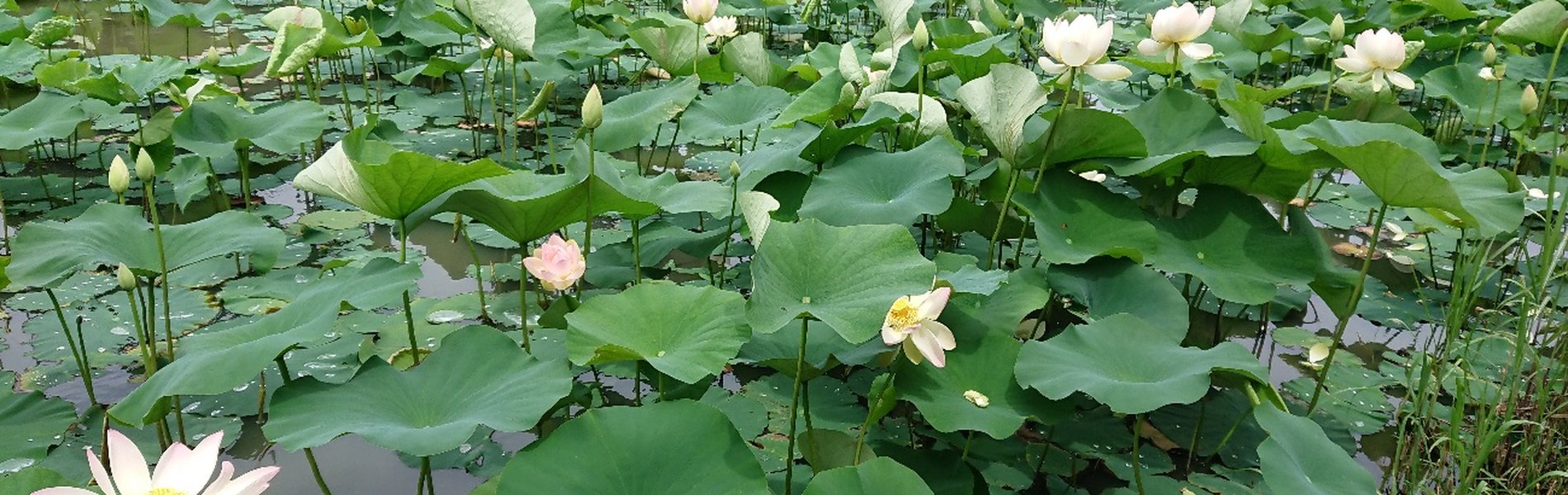 蓮の花